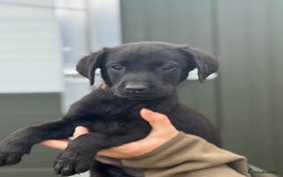 Labrador Retriever dogs for sale: Labrador pups looking for their forever home🏡  - Image 5