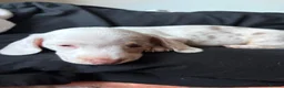 Miniature Dachshund dogs for sale: Stunning rare colours miniature dachshunds  - Advert 14