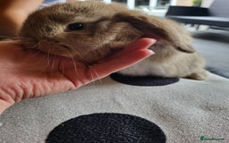 Mini Lop rabbits for sale: Mini Lop Bunnies Ready to leave shortly - Image 7