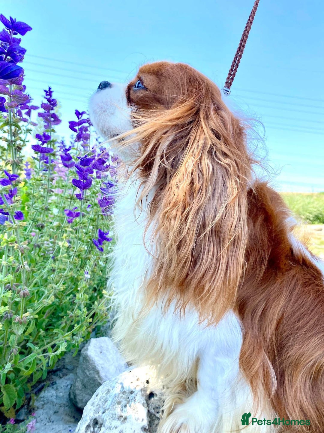 Cavalier King Charles Spaniel dogs for sale: Cavalier King Charles Spaniel 3 x puppies - Advert 9