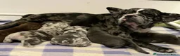 French Bulldog dogs for sale: Adorable French Bulldog Puppies in Sunderland - Advert 6