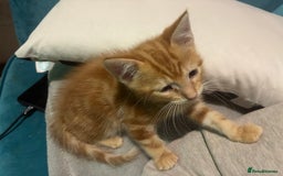 Domestic Shorthair cats for sale: Beautiful tabby kittens available - Advert 6