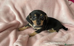 Miniature Dachshund dogs for sale: Beautiful Dachshund X - Image 8