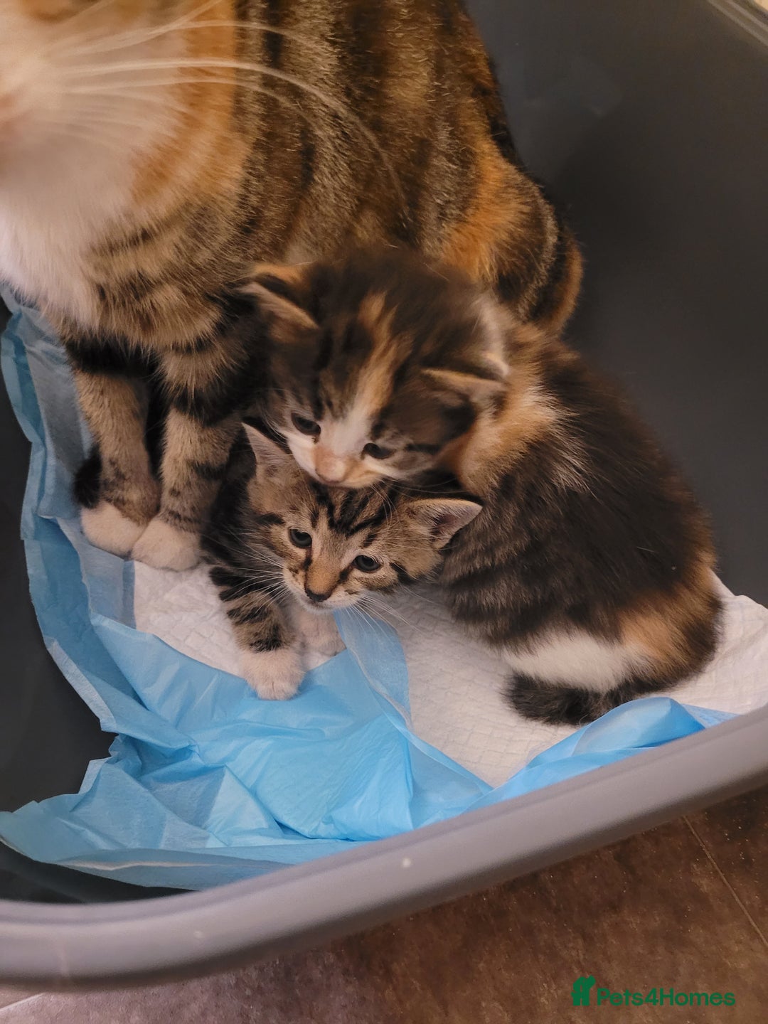 Mixed Breed cats for sale: Kittens for sale - Image 10