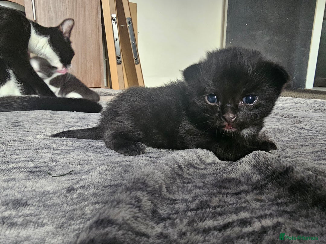 Mixed Breed cats for sale: Kittens - Image 2