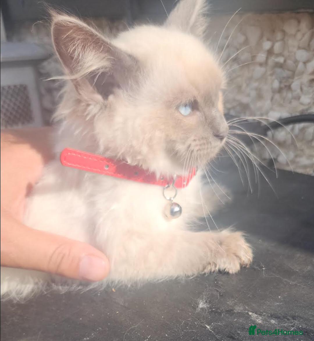 Ragdoll cats for sale: PURE BREED RAGDOLL KITTERNS - Image 2