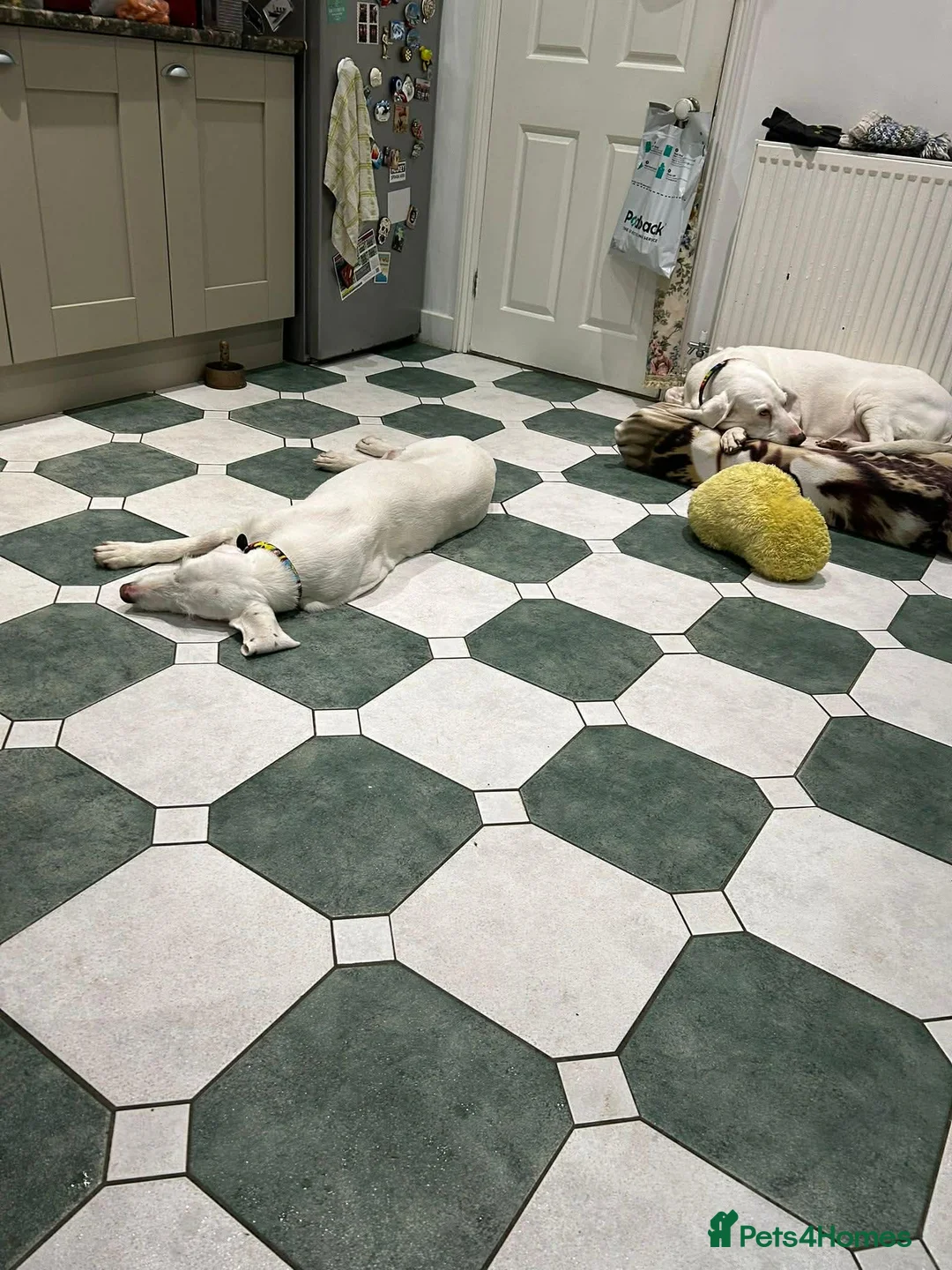 Mixed Breed dogs for adoption: Tuna - lovely Griffon available for adoption in Winchester - Advert 10