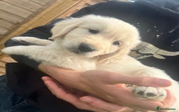 Golden Retriever dogs for sale: Last golden retriever golden boy left in Bedford - Image 6