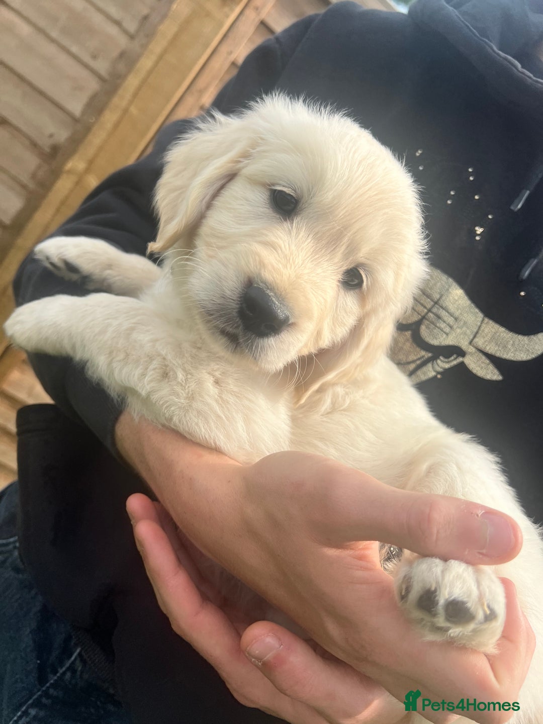 Golden Retriever dogs for sale: Last golden retriever golden boy left in Bedford - Image 6