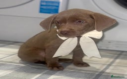 Labrador Retriever dogs for sale: KC SILVER & CHARCOAL Labrador Puppys  - Image 5