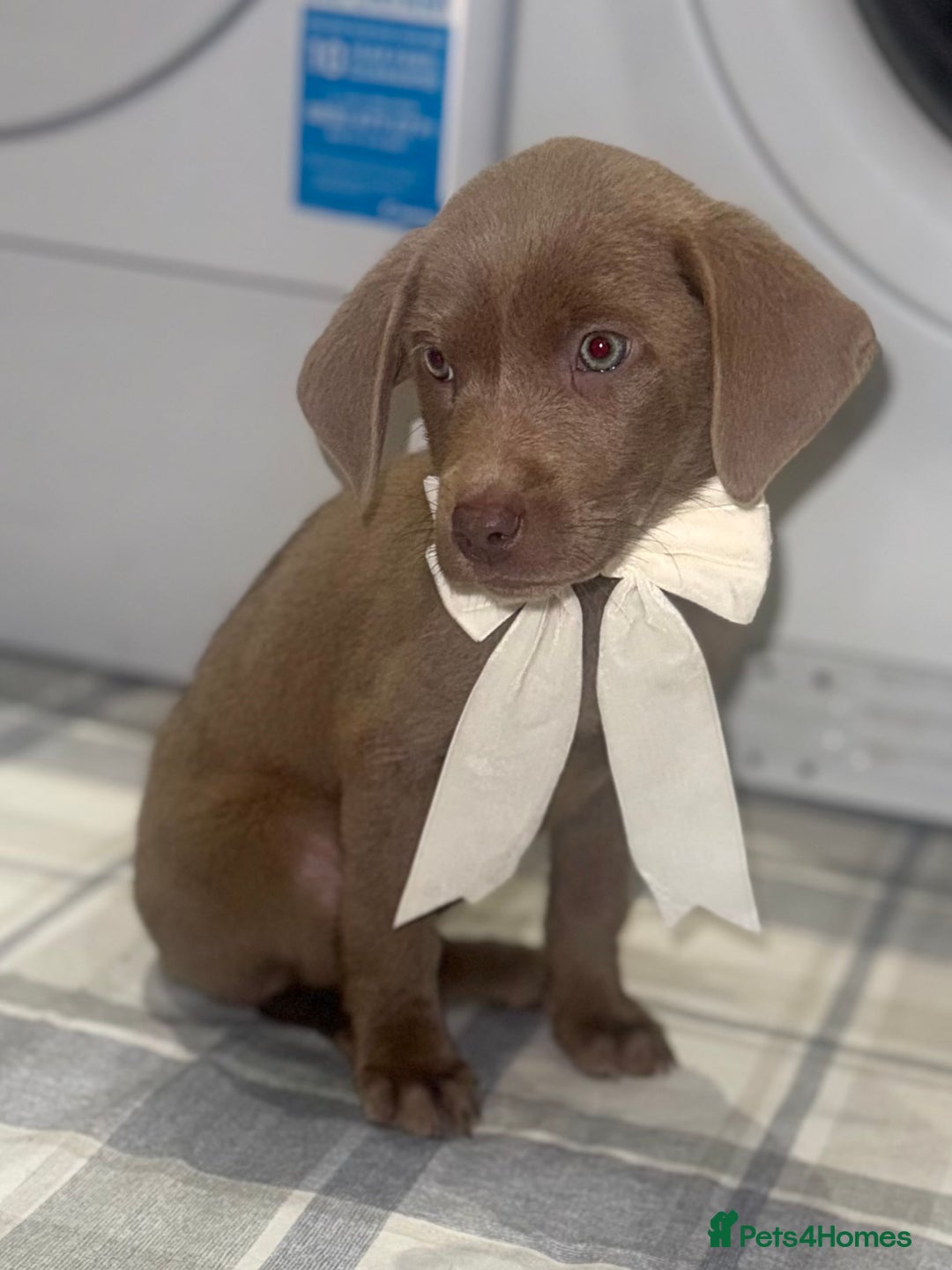 Labrador Retriever dogs for sale: KC SILVER & CHARCOAL Labrador Puppys  - Image 5