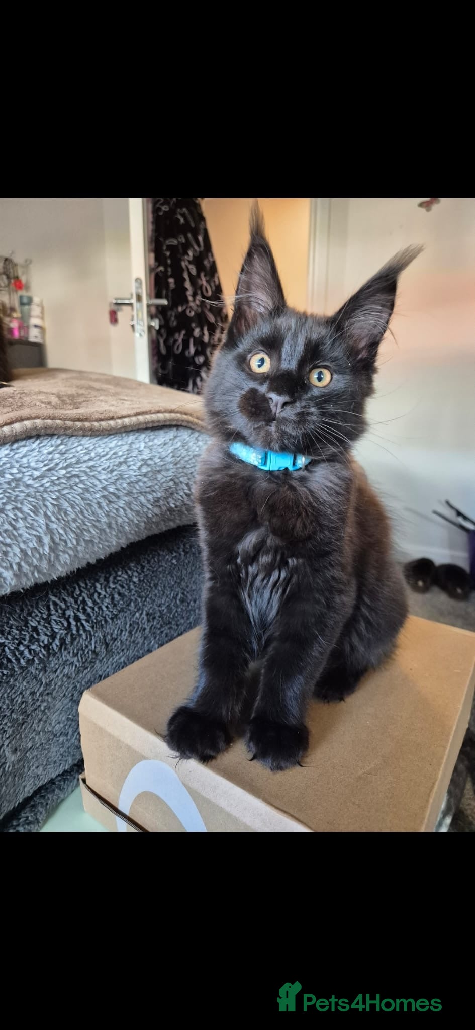 Maine Coon cats 3 Energetic and Loving Mainecoones - Advert 18