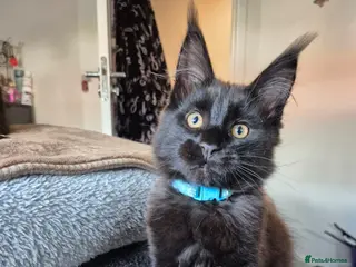 Maine Coon cats 3 Energetic and Loving Mainecoones - Advert 18