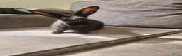 Mixed Breed rabbits for sale: 4 beautiful mixed breed rabbits see Description. - Advert 10