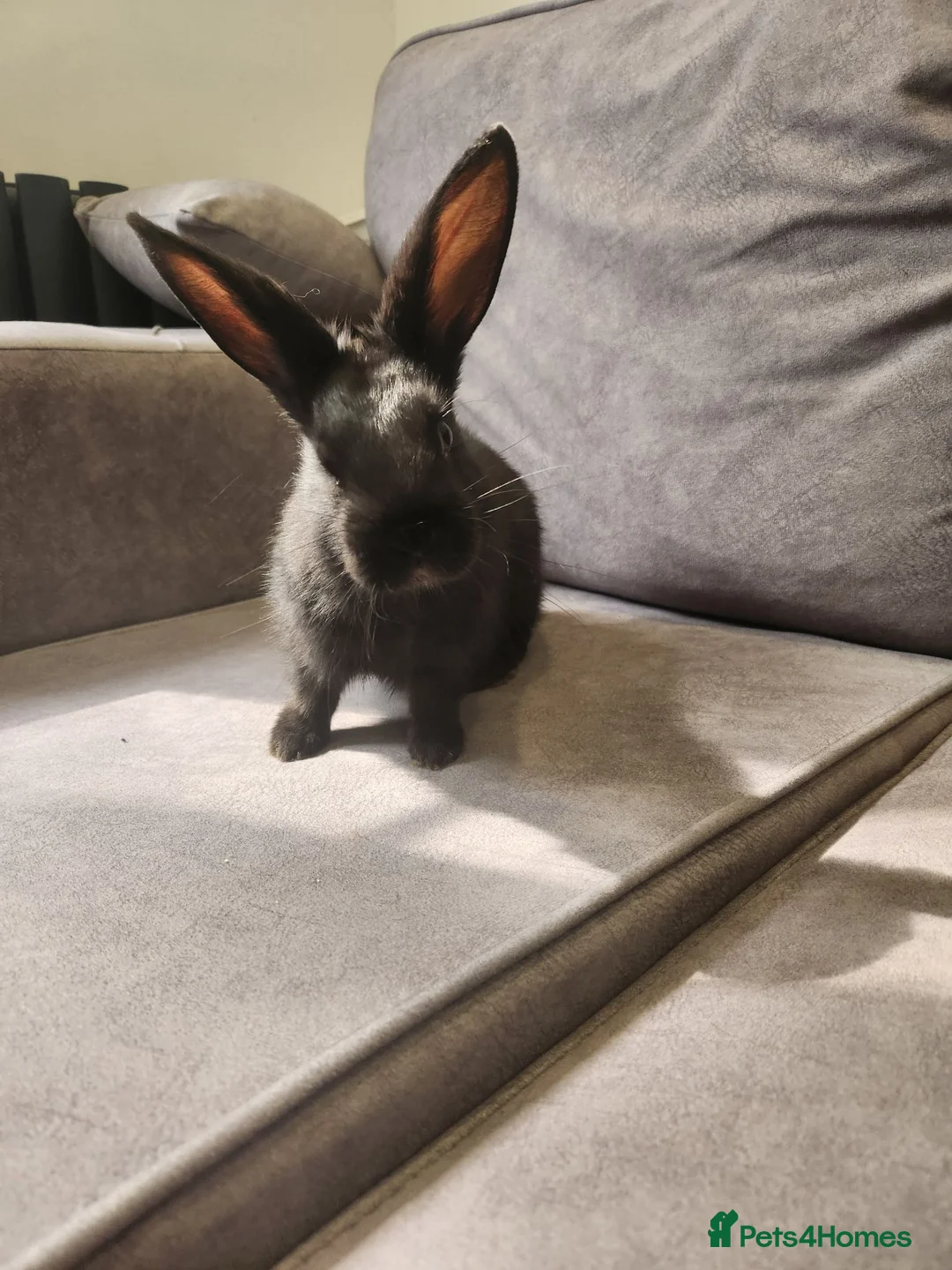 Mixed Breed rabbits for sale: Newzealand white x Netherland dwarf rabbits - Advert 2