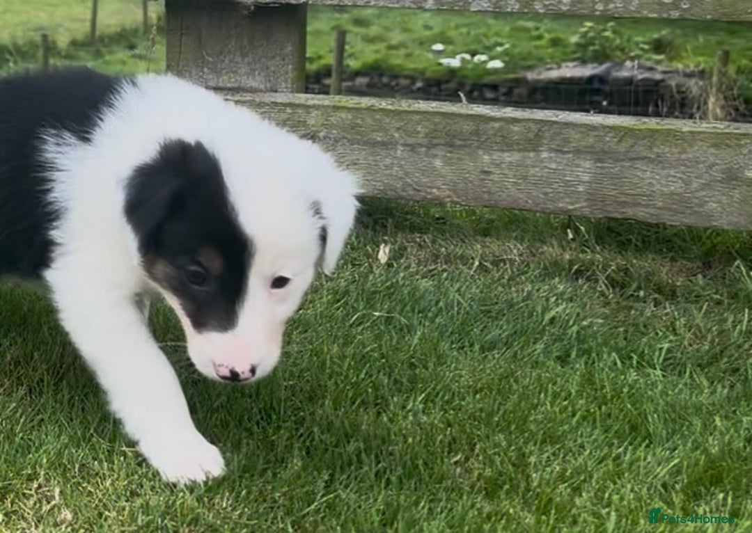 Border Collie dogs for sale: Beautiful Border Collie pups for sale  - Image 13