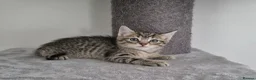 Mixed Breed cats for sale: Kittens  - Advert 7