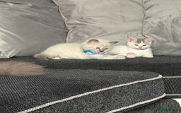 British Shorthair cats for sale: Beautiful BSH 2 male 1 female  - Image 26