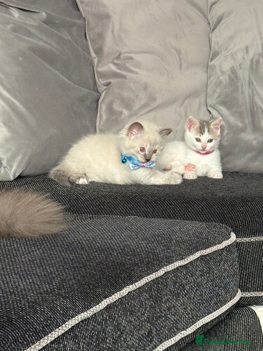 British Shorthair cats for sale: Beautiful BSH 2 male 1 female  - Image 26