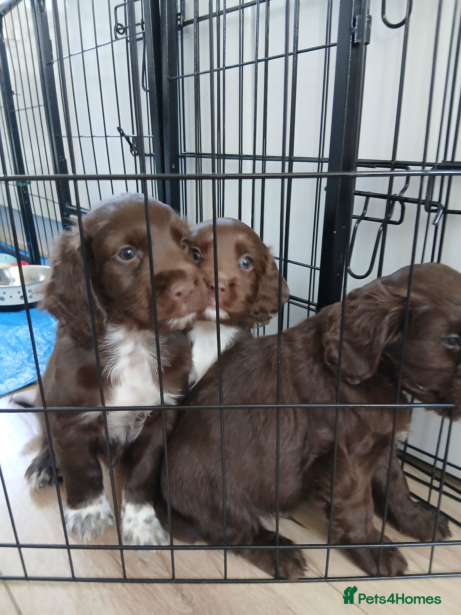 Cocker Spaniel dogs Cocker spaniels puppies  - Advert 5