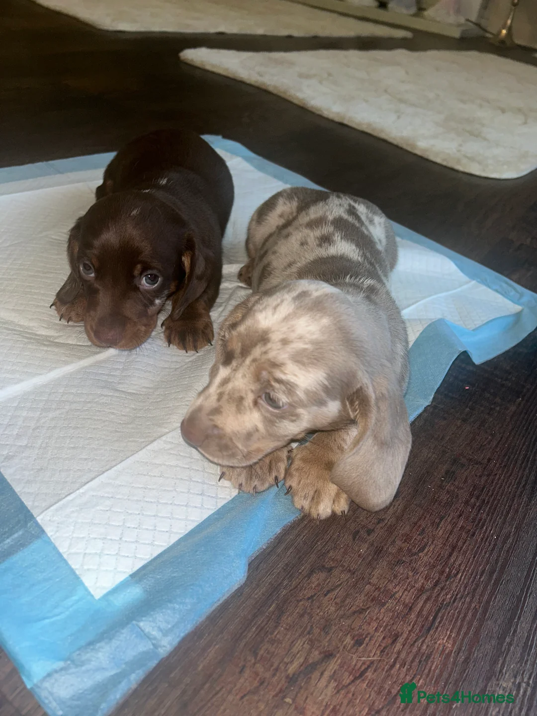 Miniature Dachshund dogs for sale: Miniature Dachshund Puppies - Advert 3