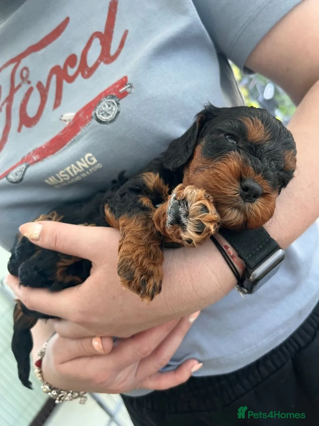 Cavapoo dogs for sale: Healthy Cavapoo Puppies Looking For Homes in Worcester Park - Advert 2