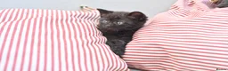 British Shorthair cats for sale: 5 Bundles of Love - Persian x BSH kittens  - Advert 19