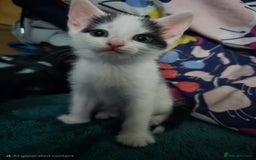 British Shorthair cats for sale: 1 boy, 2 girls for sale £50 each - Image 8