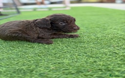 Cockapoo dogs for sale: Cockerpoo puppies - Image 20