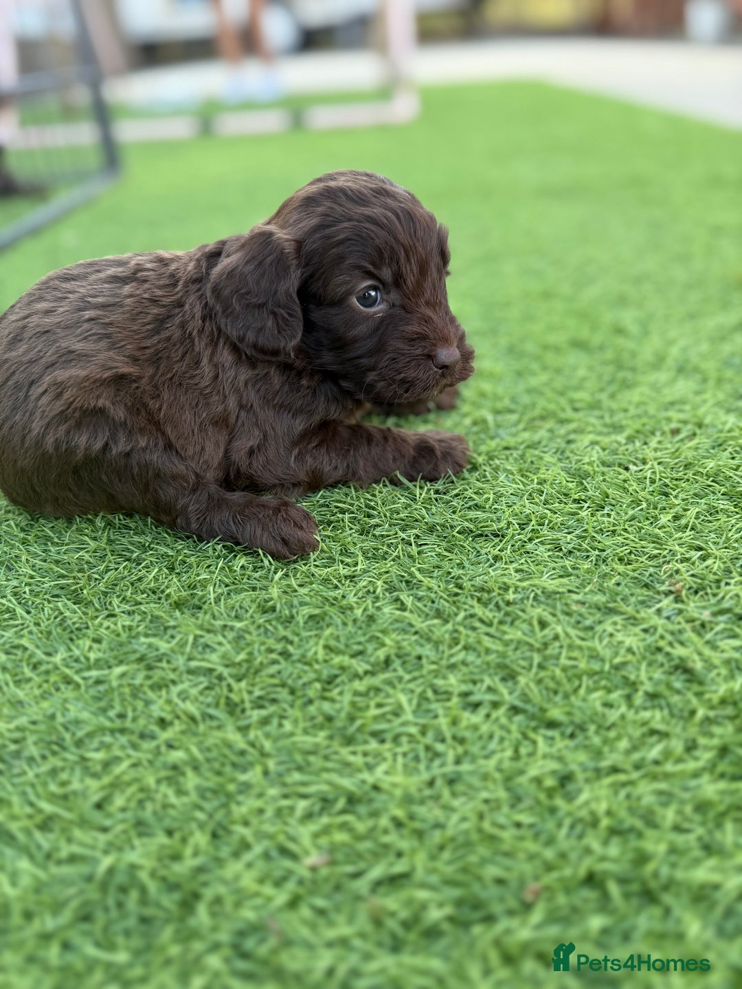Cockapoo dogs for sale: Cockerpoo puppies - Image 20