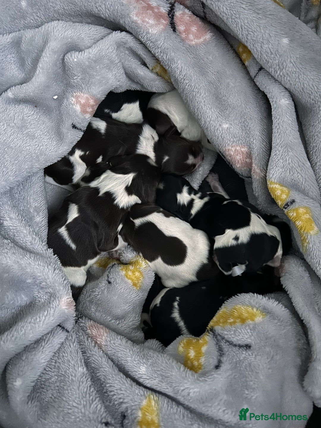 Cocker Spaniel dogs for sale: Cocker Spaniel Puppies - Advert 1