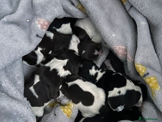 Cocker Spaniel dogs Cocker Spaniel Puppies - Advert 1