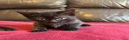 Mixed Breed cats for sale: Kittens for sale - Advert 8