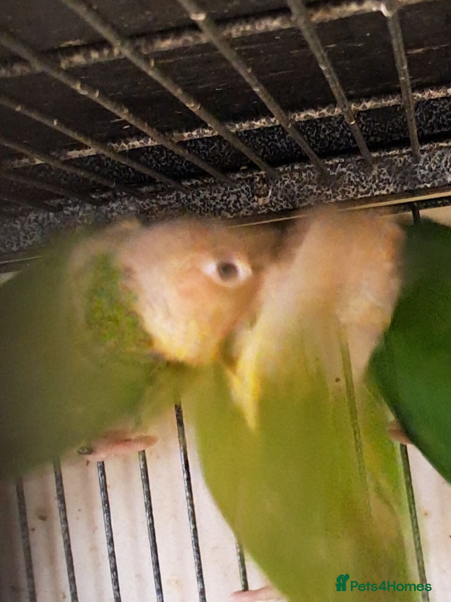 Conures birds Baby Conures  - Advert 6