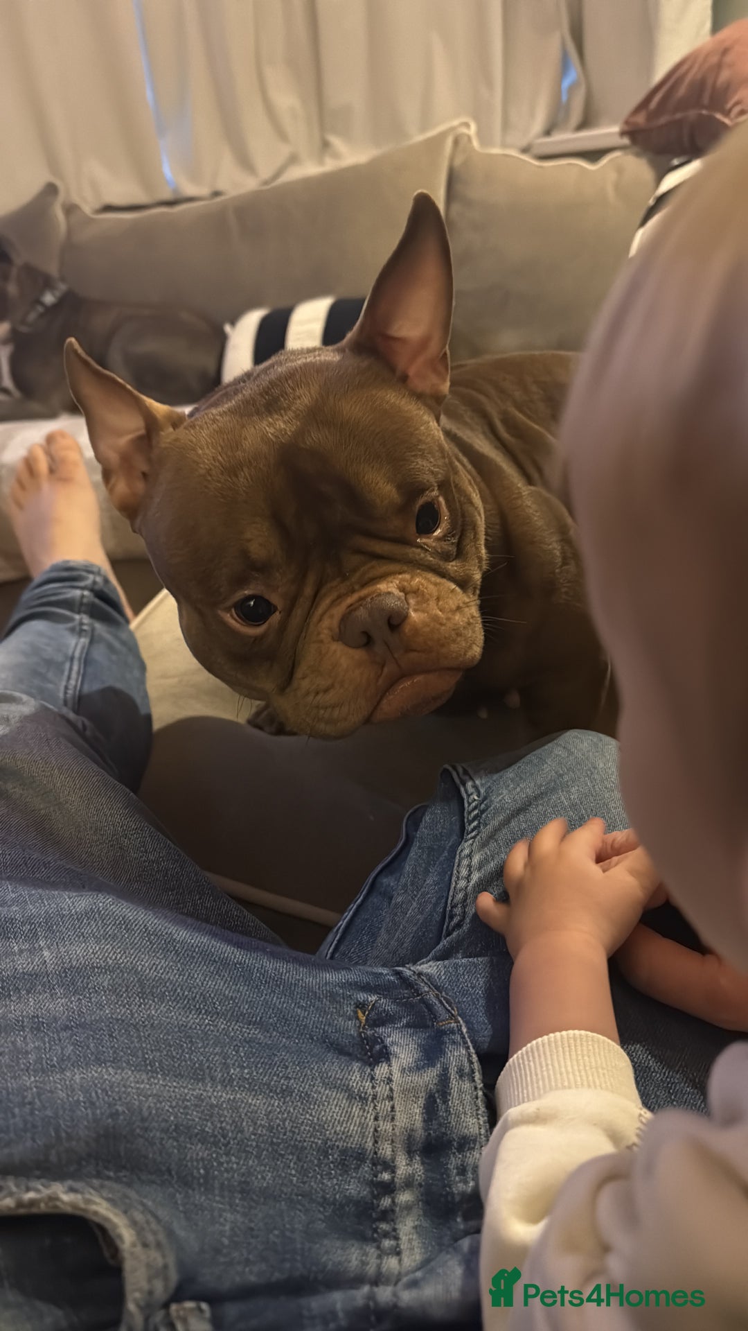 Mixed Breed dogs for sale: Nano bully  - Advert 5