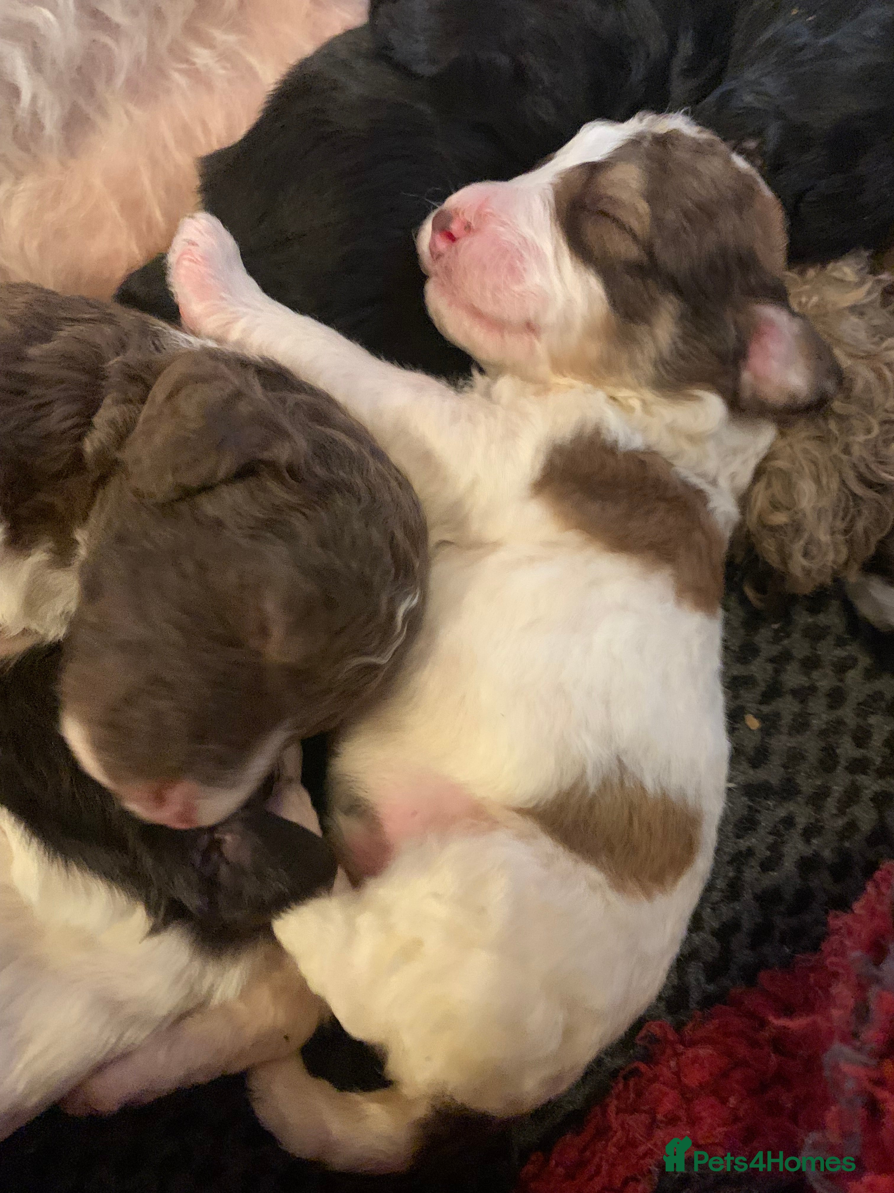 Bernedoodle dogs Tri Colour, Choc White, Standard Bernedoodle - Advert 2