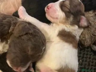 Bernedoodle dogs Tri Colour, Choc White, Standard Bernedoodle - Advert 2