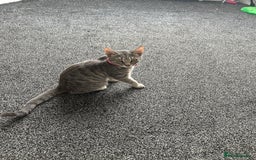 Bengal cats for sale: Tabby/bengal kitten - Image 4