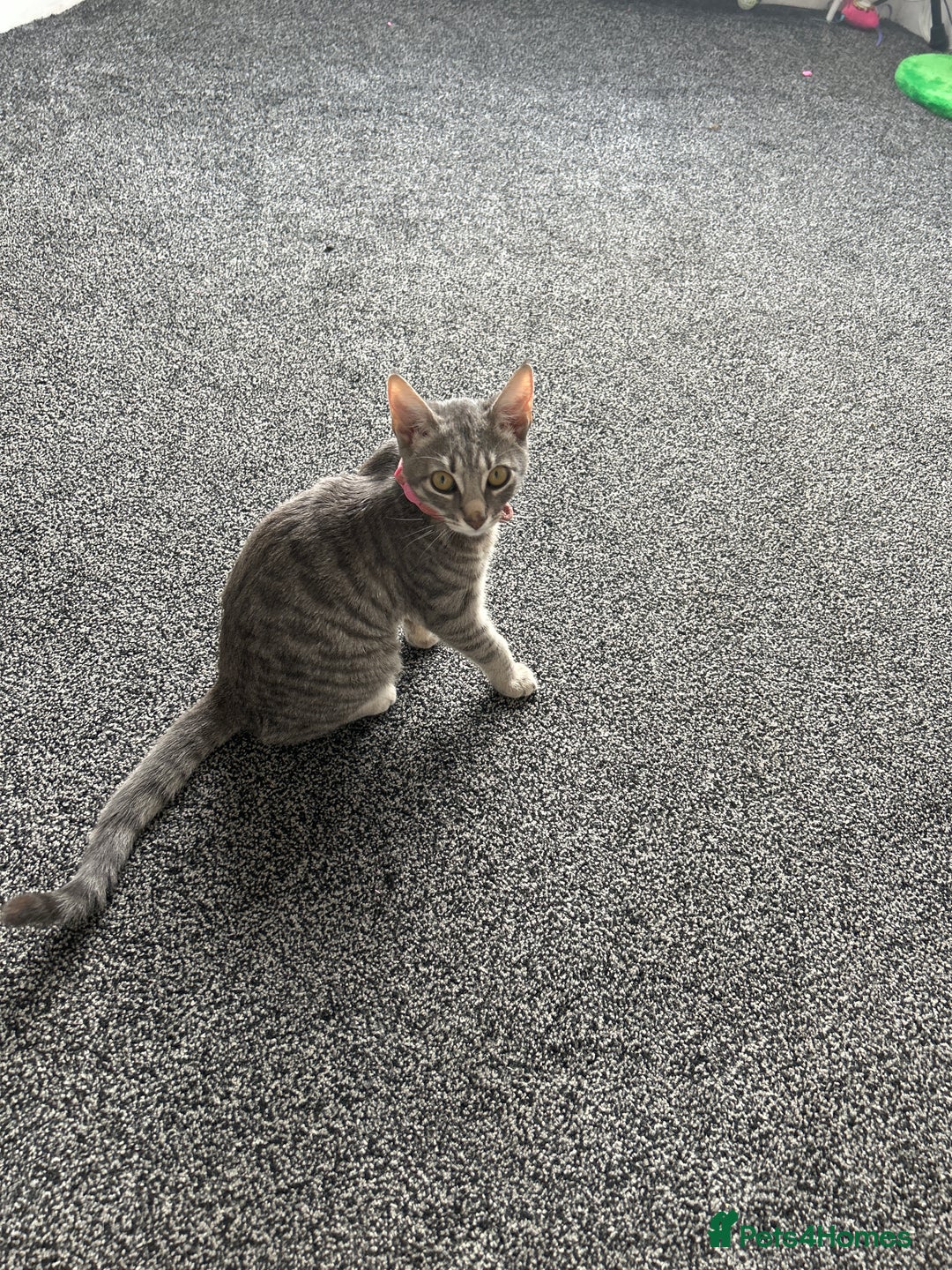 Bengal cats for sale: Tabby/bengal kitten - Image 4