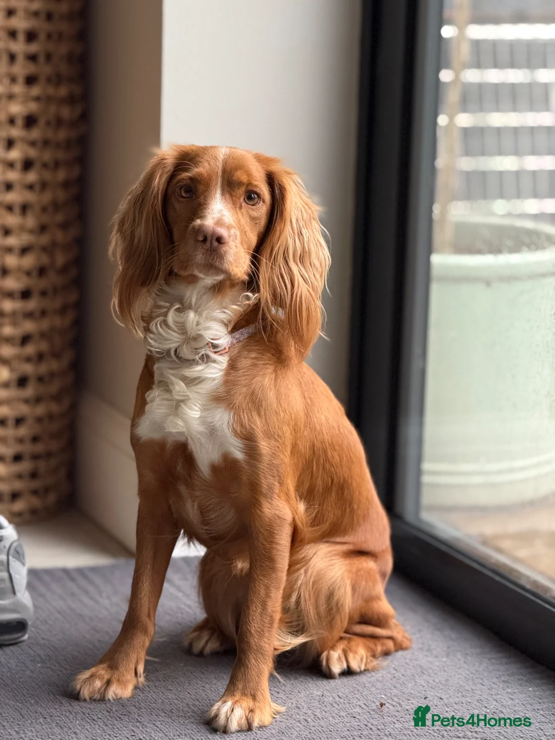 Cocker Spaniel dogs for sale: Cocker spaniel pups for sale  in Clevedon - Advert 1