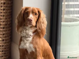 Cocker Spaniel dogs Cocker spaniel pups for sale - Advert 1