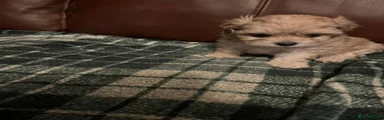 Shihpoo Puppy 3