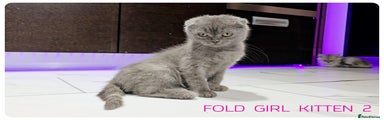 Fold girl Kitten 2