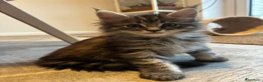 Maine Coon Kitten 2