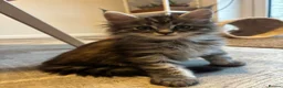 Maine Coon cats for sale: 🖤Stunning Black Smoke Maine Coon Girls - Advert 8