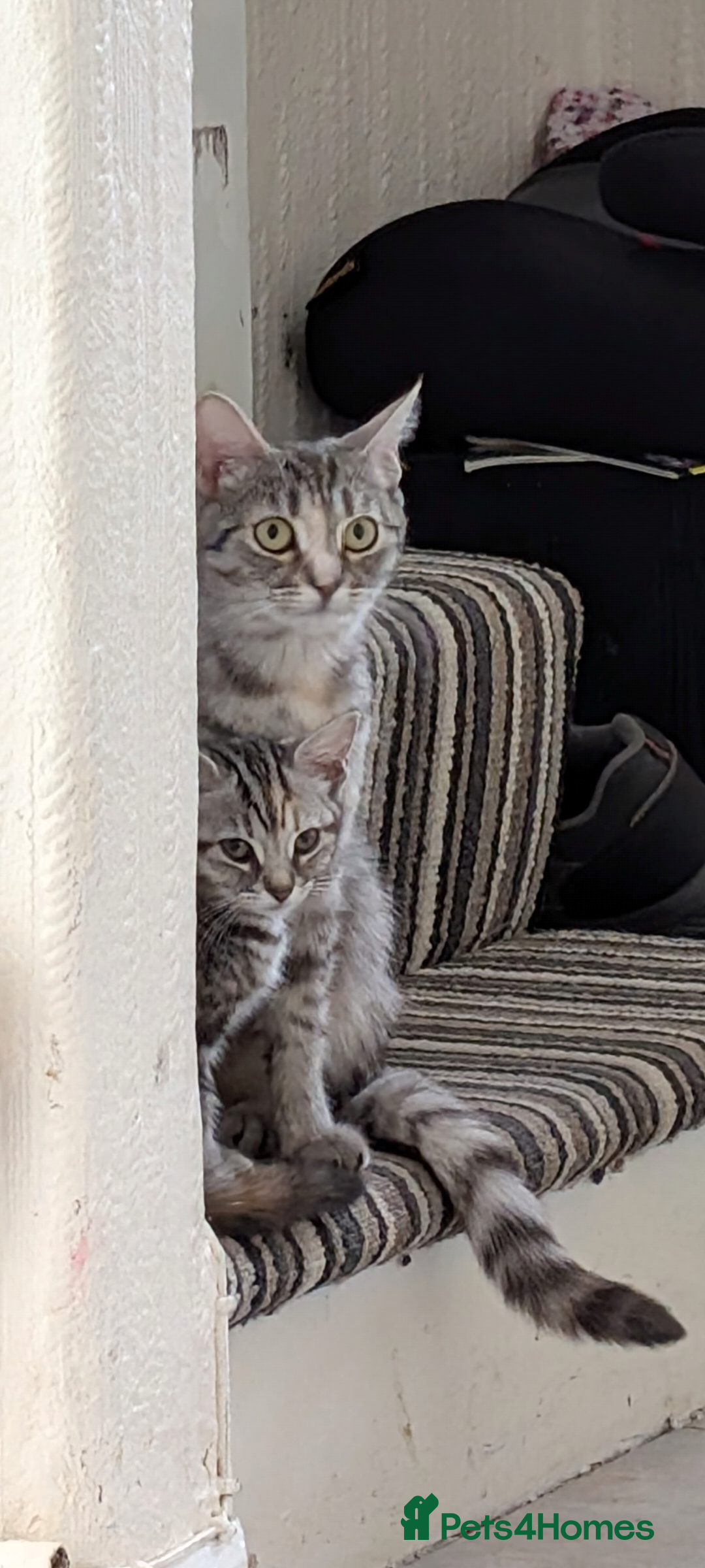 Domestic Shorthair cats for sale: Bonded Mum&Baby Cats Looking for a Loving New Home - Image 8