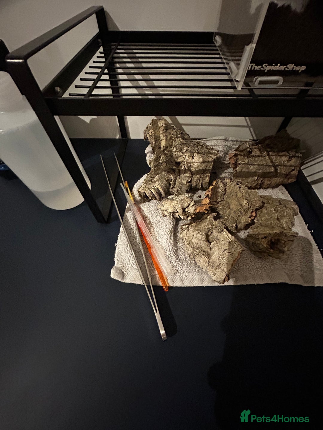 Tarantulas invertebrates for sale: Mexican red rump Tarantula 5cm 1-2 years old - Advert 10