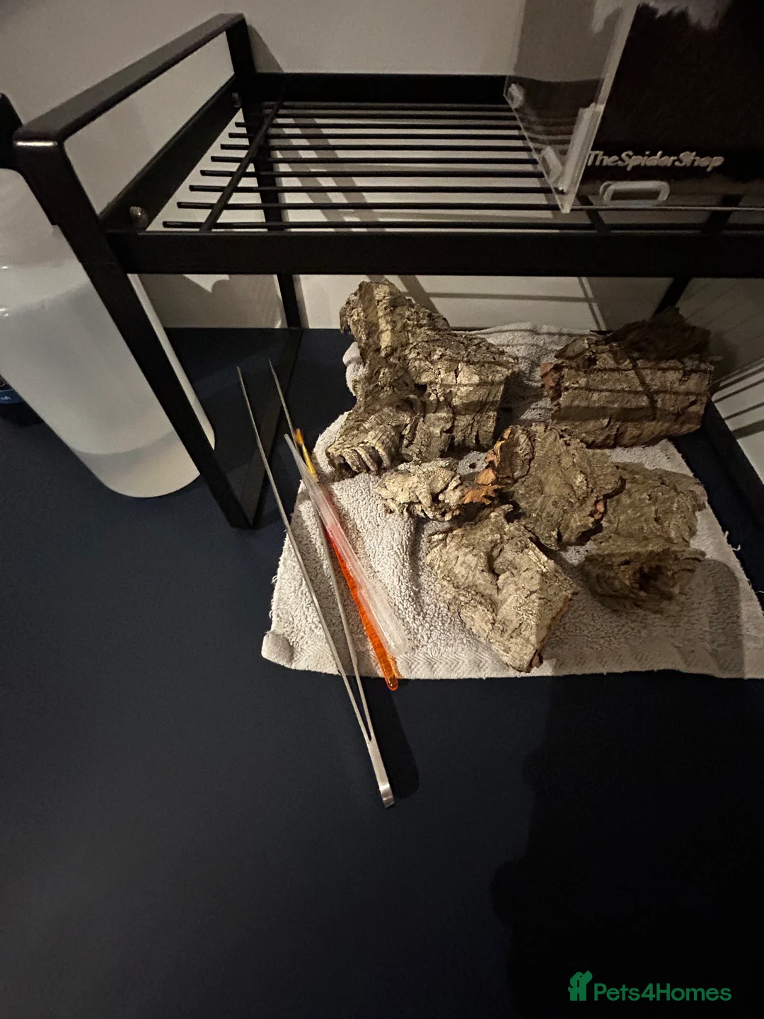 Tarantulas invertebrates for sale: Mexican red rump Tarantula 5cm 1-2 years old - Advert 10