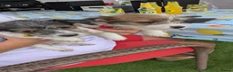 Jack Russell dogs for sale: Rough coated jack Russell puppies  - Advert 5