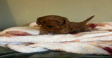 Cockapoo dogs - Advert 7